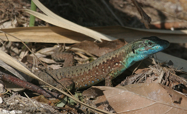  לטאה זריזה Lebanon lizard   Lacerta laevis                         נחל סמק רמת הגולן מרץ 2007
